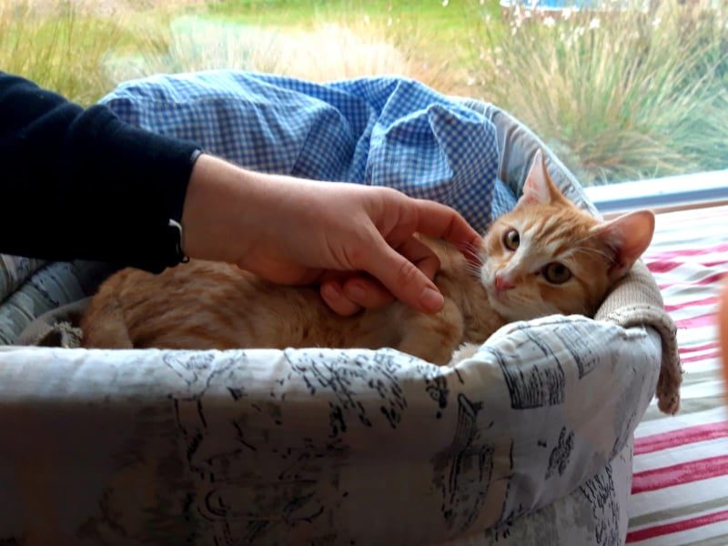 LIŠÁČEK
Dobrý večer, podávám hlášení o Lišáčkovi...