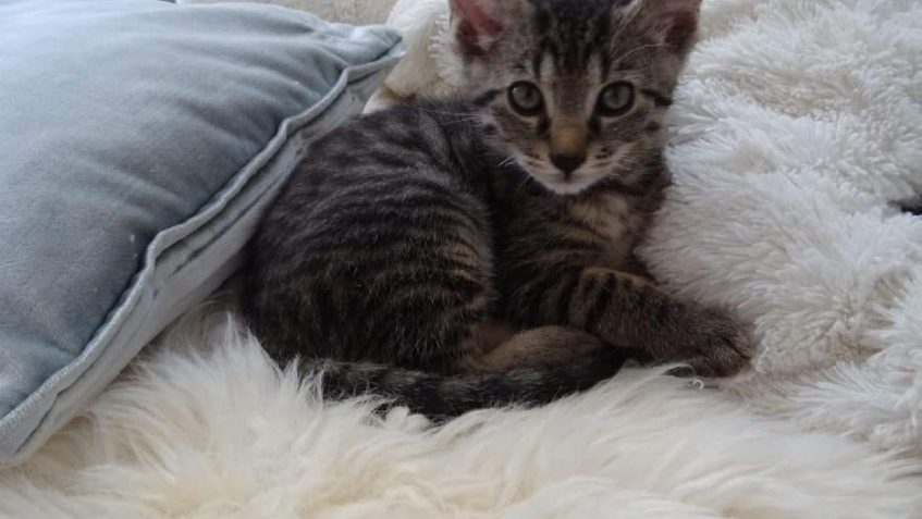 NABÍDKA VYMAZLENCŮ A PROSBA O SDÍLENÍ
 Paní Andrea se na s...