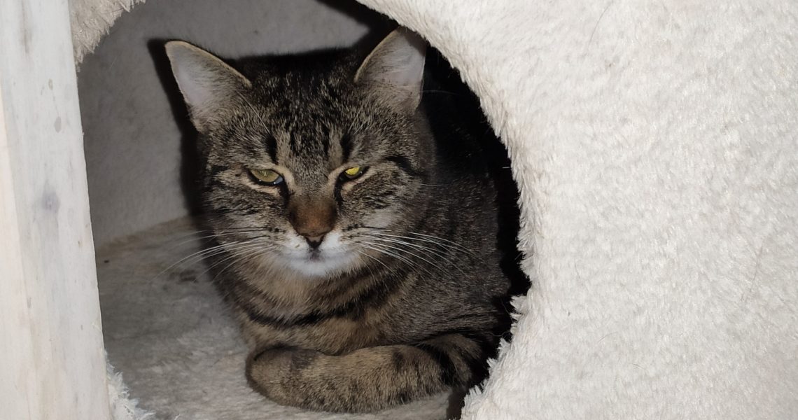 ZPRAVODAJSTVÍ DO 15.11.2020
 Rýma u Sluníčkových...