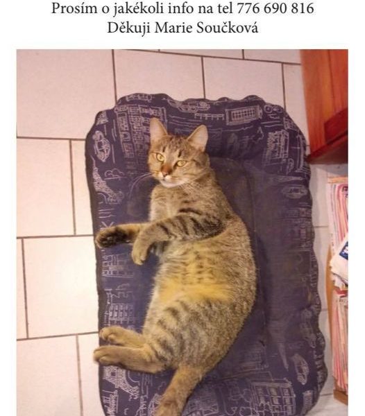 SOS...HOSTIVICE A OKOLÍ, ALE I JINDE 
 KOČKY RÁD...