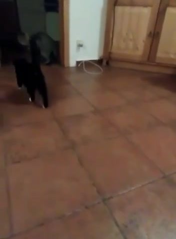SOS...PROSÍME O SDÍLENÍ
Když vám tak váš kocour...