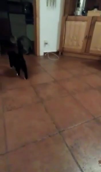 SOS...PROSÍME O SDÍLENÍ
 Když vám tak váš kocour...