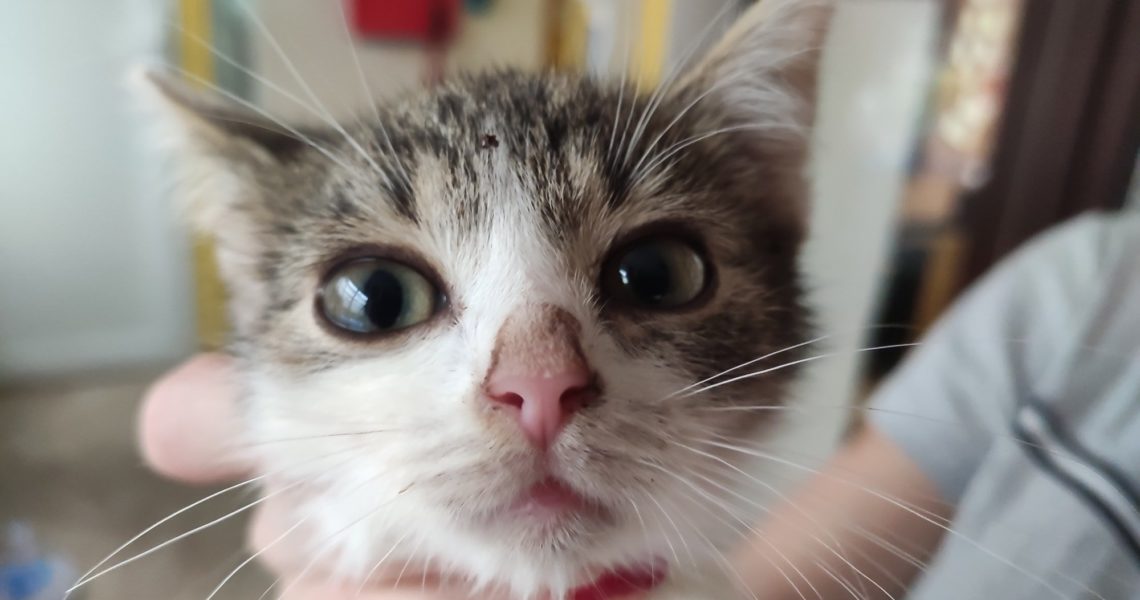 PŘIJALI JSME TOHOTO NALEZEČKA, CHLAPEČKA, DOSTAL...