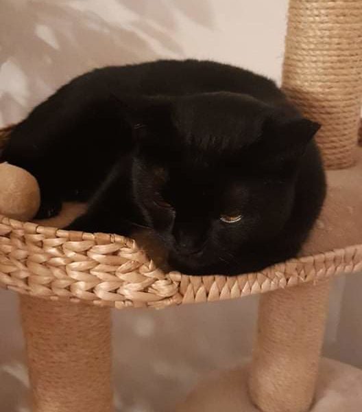 MAGGIE
První den i  u nás byl dost náročný, Magg...