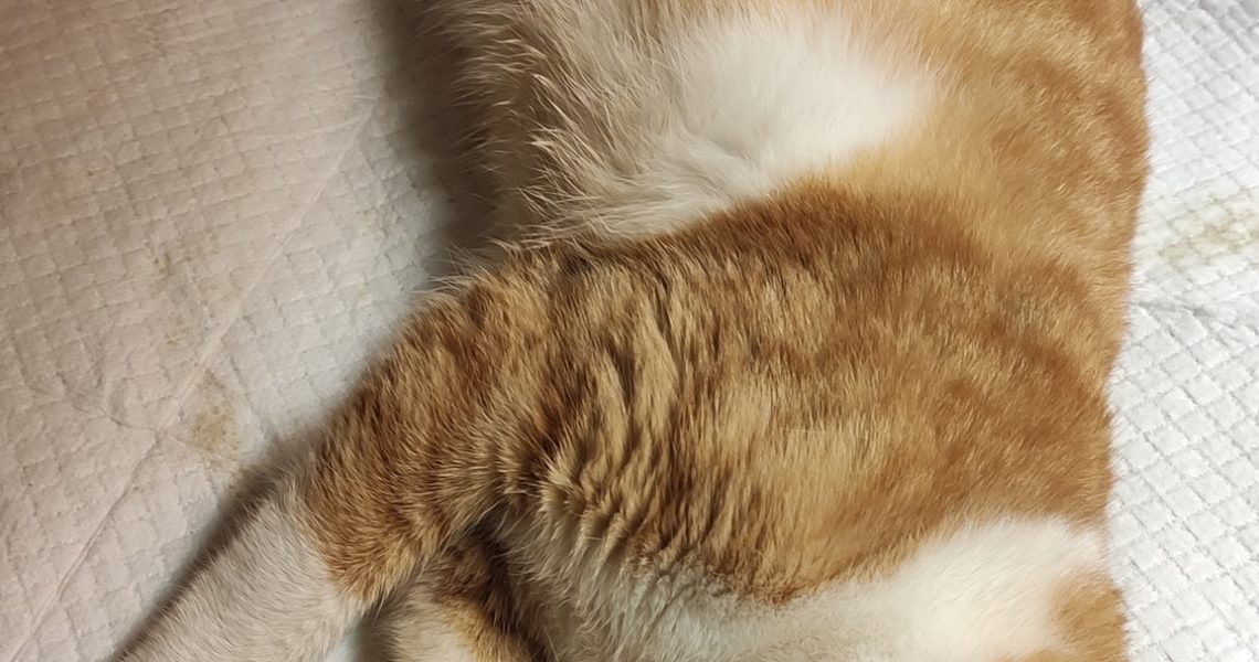 DNES BYLY ZAPOČATY ODCHYTY LOKALIT, KDE SE NACHÁ...