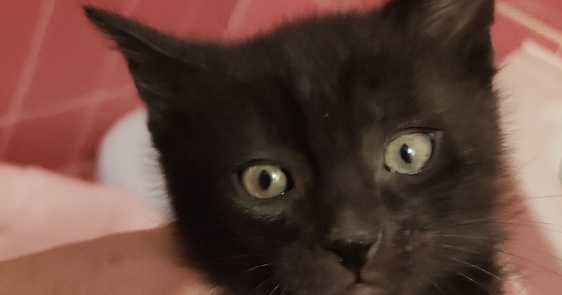 ČERNÁ KOŤÁTKA Z ROUDNICKÝCH ZAHRÁDEK NA OBCHVATU...