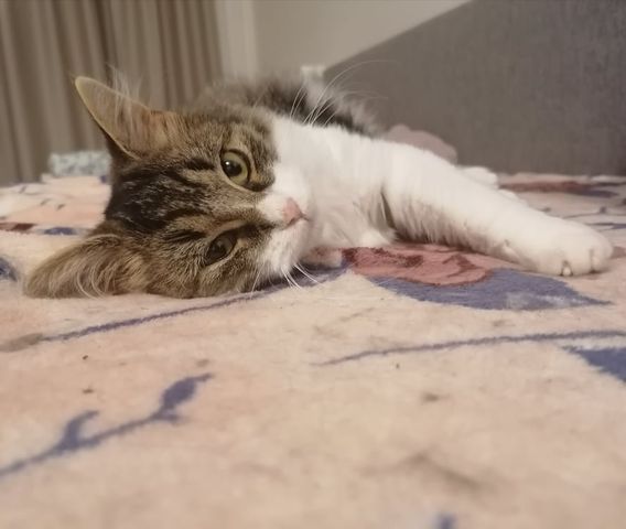 HANNY
Pozdrav do Sluníčka posílá kočička Hanny
...