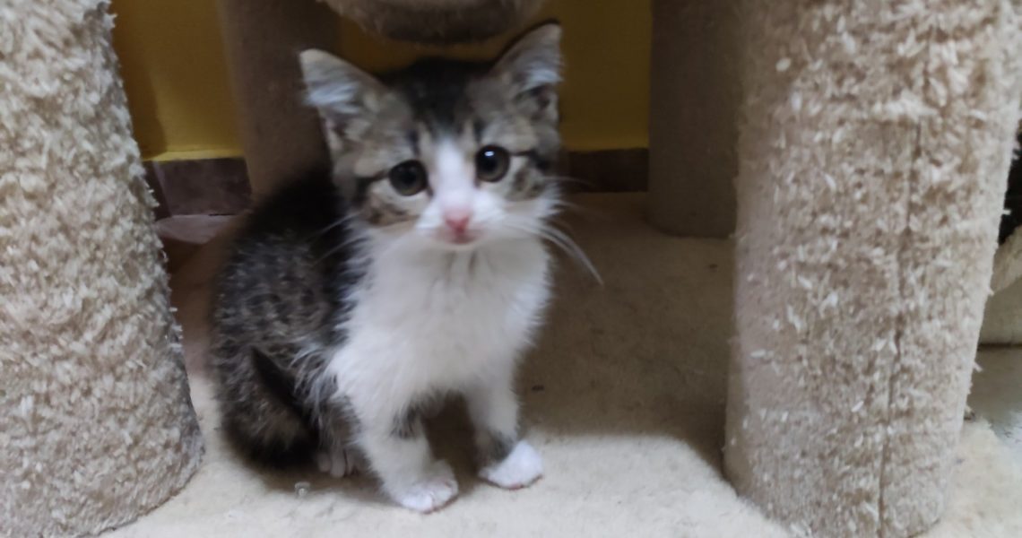 ZPRAVODAJSTVÍ 19.11.2020
 Maličký, černý kocoure...