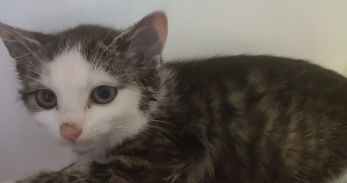 TAHLE DVĚ KOŤÁTKA - HOLČIČKY - BYLY NALEZENY PŘE...