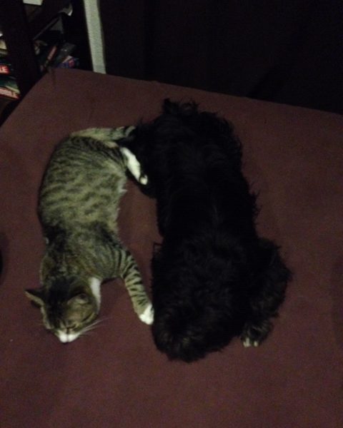 MUFFINEK
MUFFINEK a jeho chlupatá kamarádka Zazl...