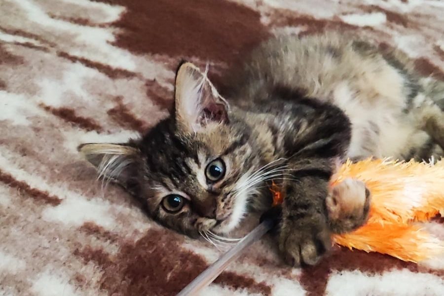 Tohle nádherné kotě doslova vytržené "zubaté" z ...