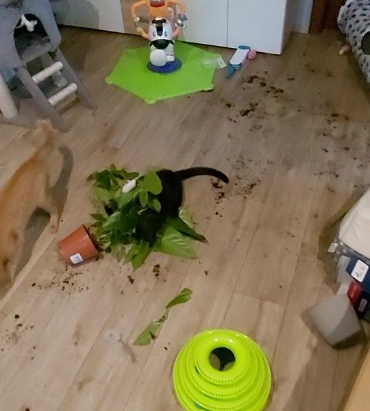 Pozdrav do Sluníčka posílají už 4kg mládenci a ...