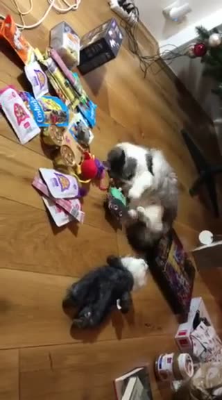 Samanta (Frída), se chlubí , kolik dárečků dosta...