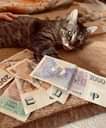 Může jít o obrázek cat a money