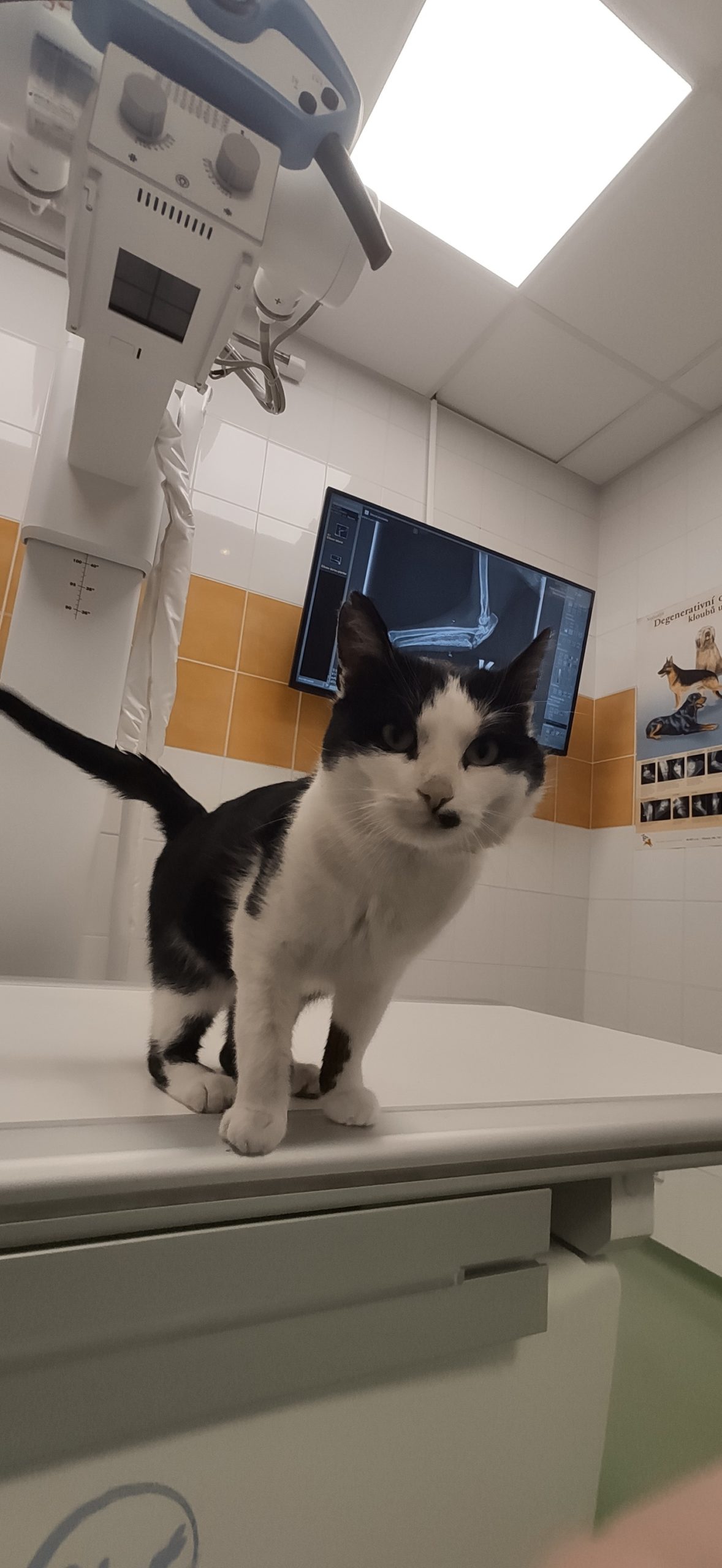 KOCOUREK BERNARDEK BYL NA VYŠETŘENÍ S PŘEDNÍ NOŽIČ...