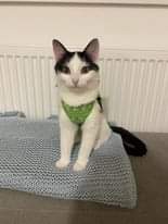 Může jít o obrázek cat a indoor