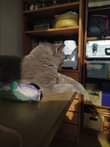 Může jít o obrázek Persian cat a indoor