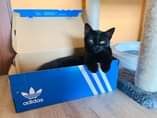 Může jít o obrázek kočka, uvnitř a text that says 'adidas'