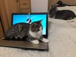 Může jít o obrázek kočka, notebook a indoor