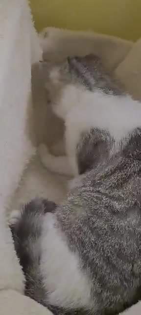 JULIÁNKA NA SVŮJ NEJLEPŠÍ DOMOV STÁLE ČEKÁ