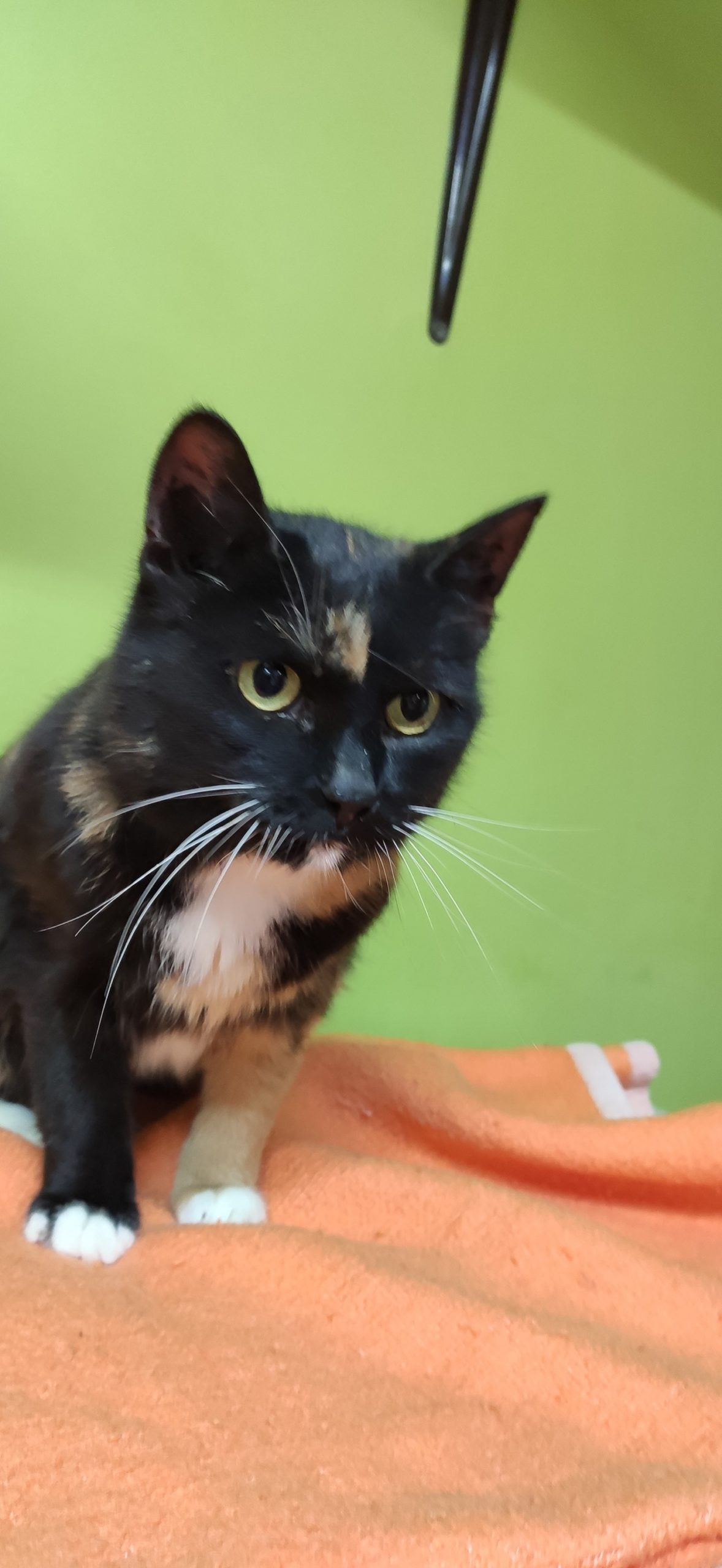 KOČIČKA SE JMÉNEM FEI FEI MÁ SPRAVENÉ ZOUBKY, ČE...