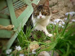 Může jít o obrázek cat a outdoors