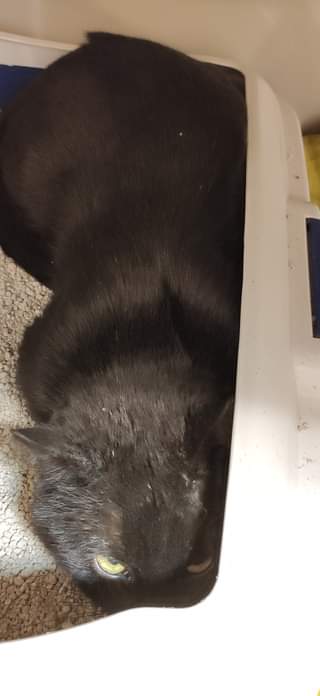 Může jít o obrázek kočka