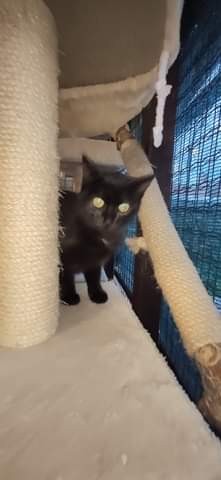 Může jít o obrázek kočka