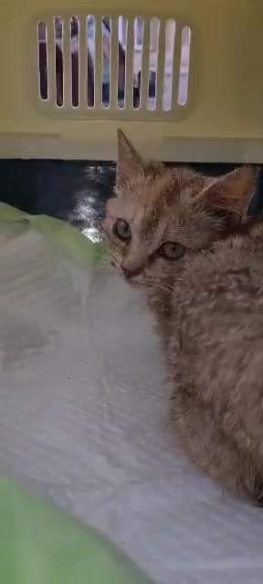 MALIČKÁ MINDUŠKA SE Z PANLEUKOPENIE VYLÍZALA, AV...