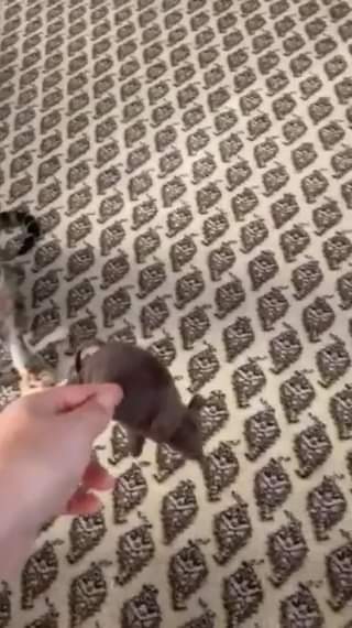 MELMÍK V NOVÉM DOMOVĚ