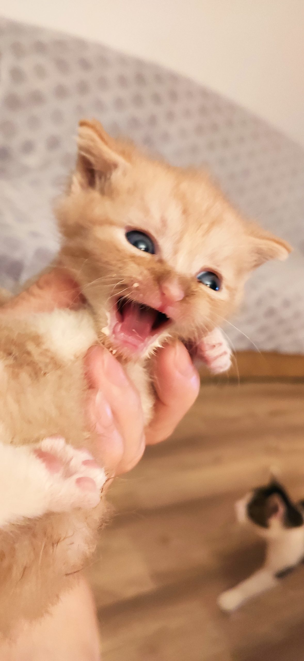 DNES NALEZENÝ DALŠÍ MALIČKÝ KOCOUREK NA PODOBNÉM M...