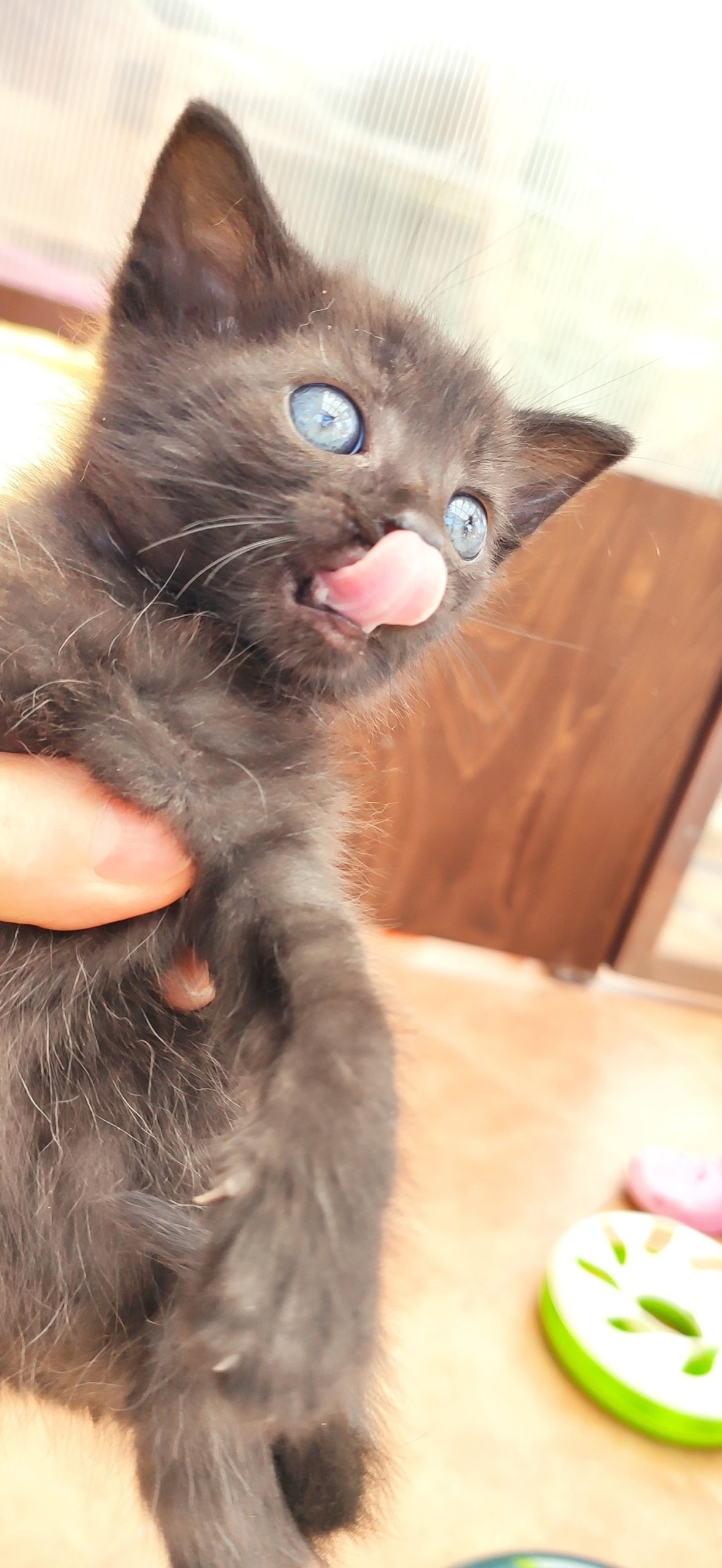 KONEČNĚ SE I Z BLÍZKA PŘEDSTAVUJÍ ADOPTOVANÁ MRŇ...