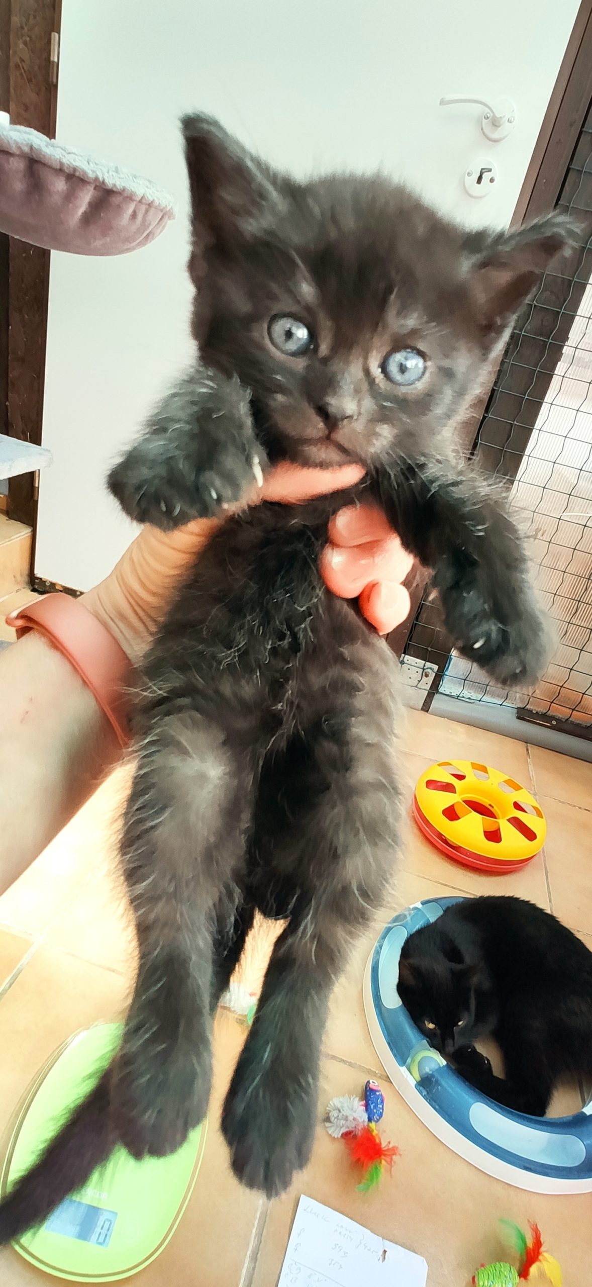 MIMINA U MAMINKY LORAIN - ČERNÁ GARNIÉRKA, ČERNÁ H...