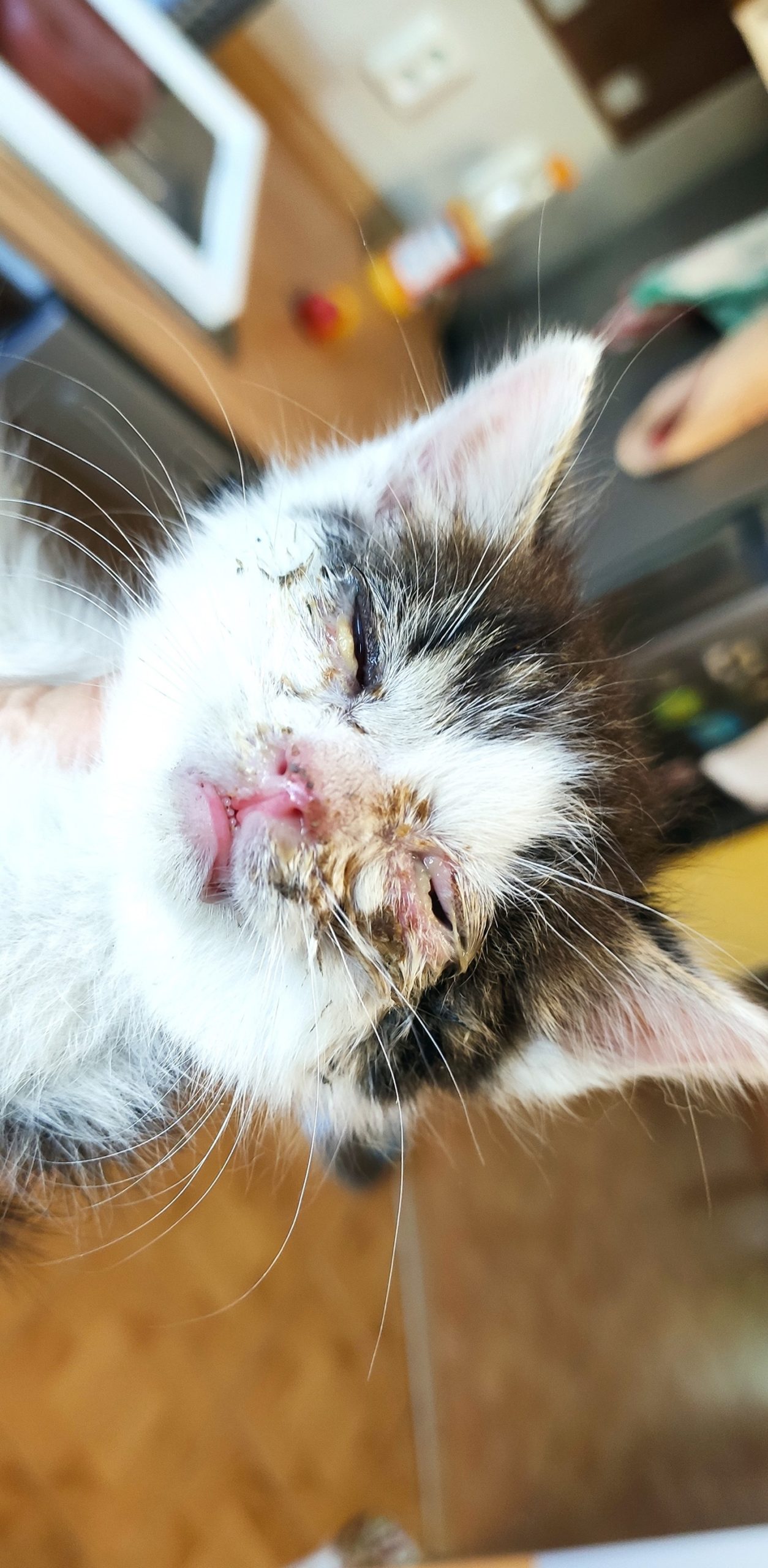 TOTO MALIČKÉ, VYHUBLÉ, NEMOCNÉ STVOŘENÍČKO S MUŠŠÍ...