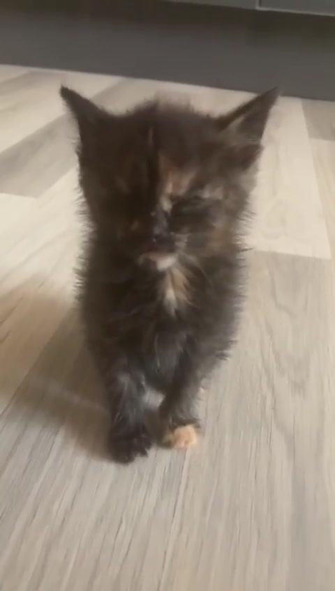 ÚPLNĚ NEJUNAVENĚJŠÍ MALÁ KOČIČKA JESKYŇKA
 Co kd...